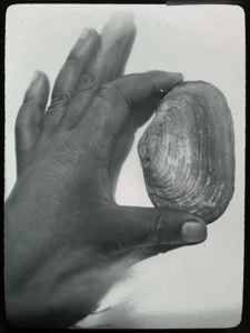 Image of Clam Shell Eaten by Walrus